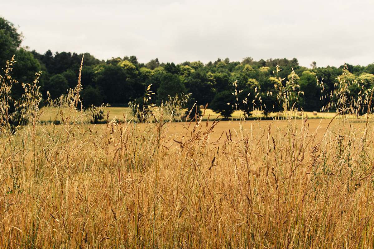 plant  field