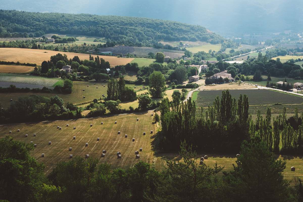 landscape aerial view of trees and farm trees