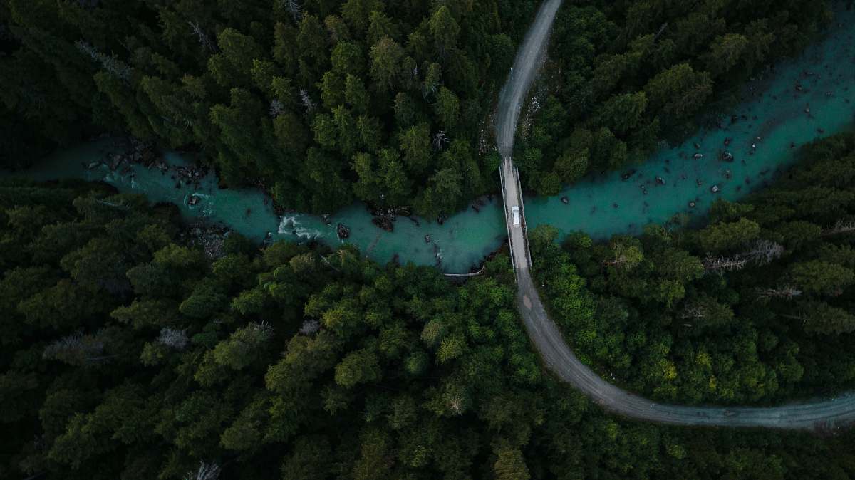 nature aerial view of green trees and river outdoors