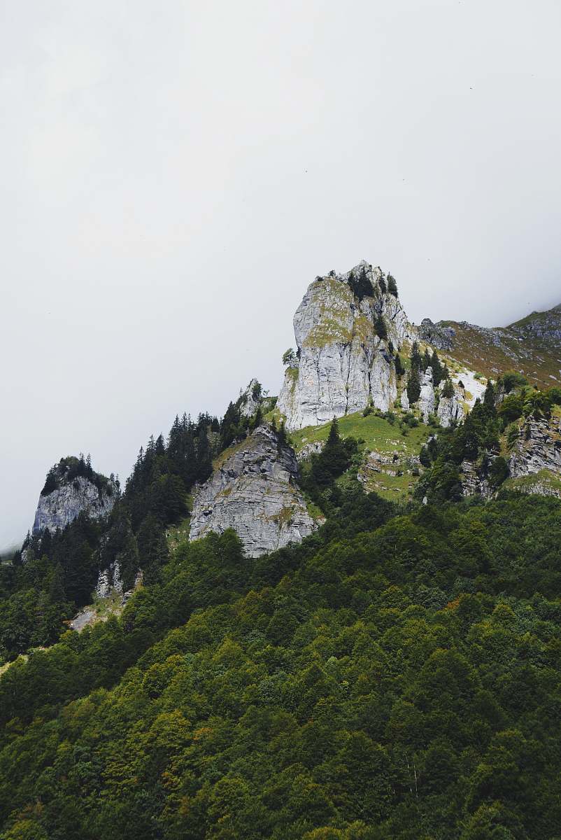 france forest in mountain seaweed