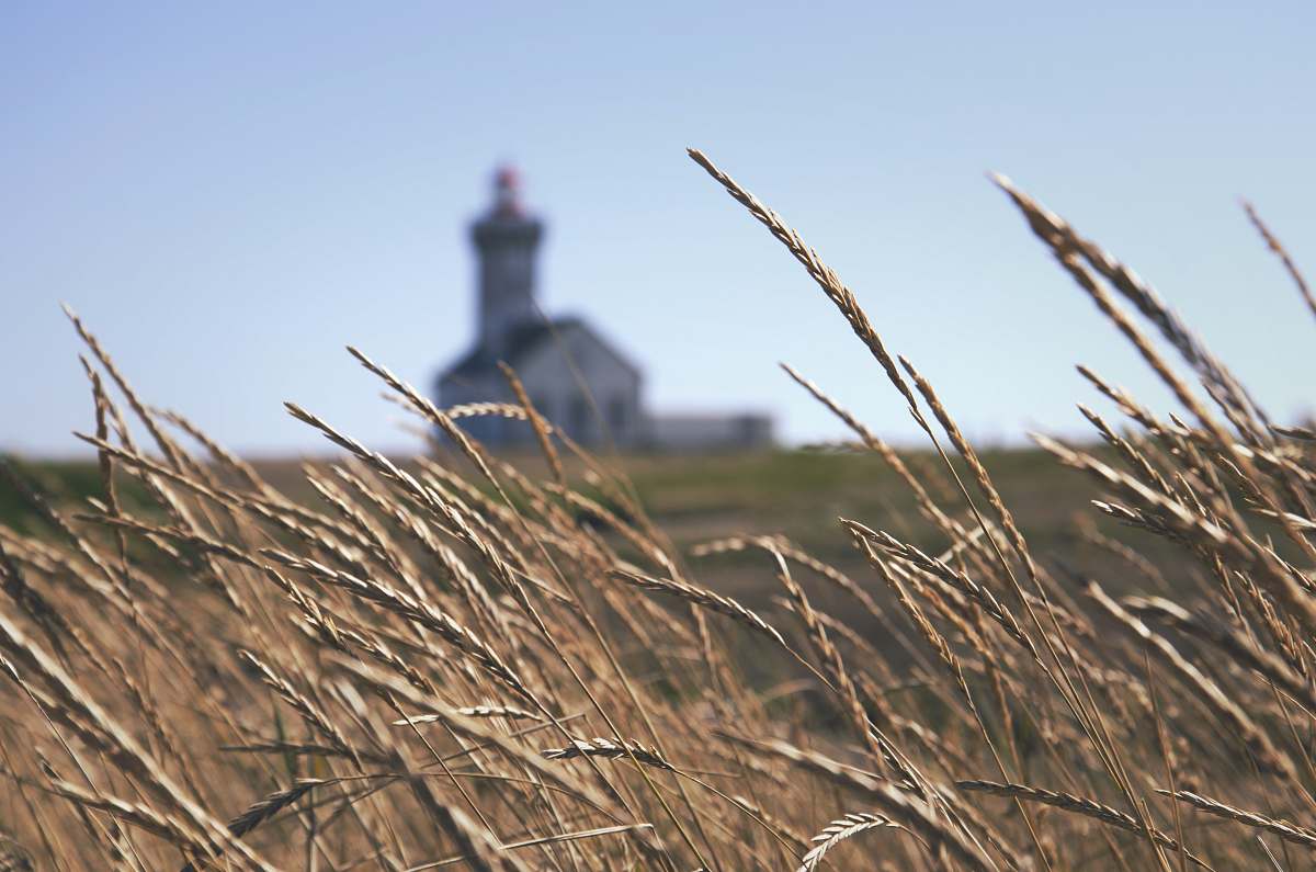 grass shallow focus photography of white church grain