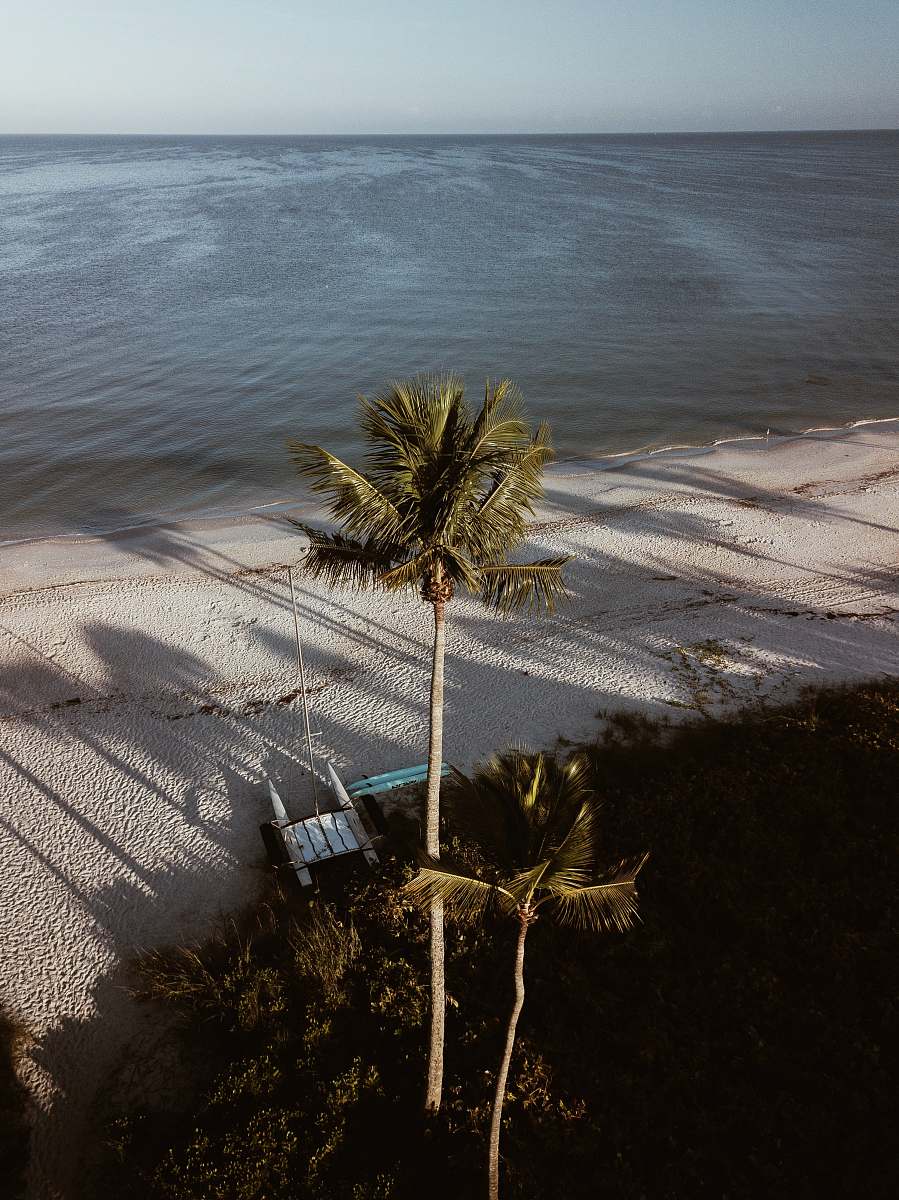 tropical green coconut tree nature