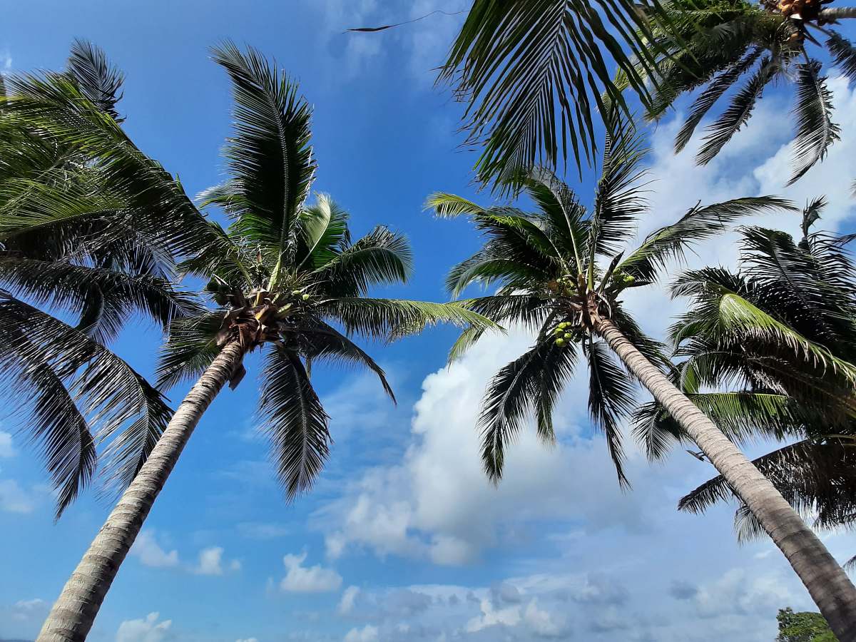 arecaceae green coconut tree under blue sky during daytime tropical