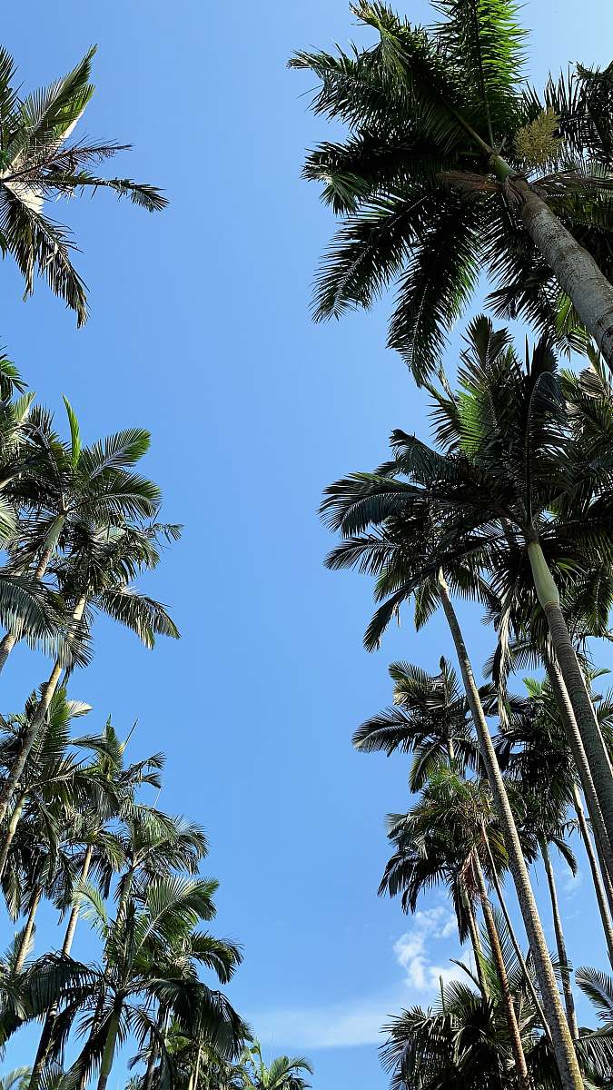 arecaceae green coconut trees under blue sky in low angle photography tropical