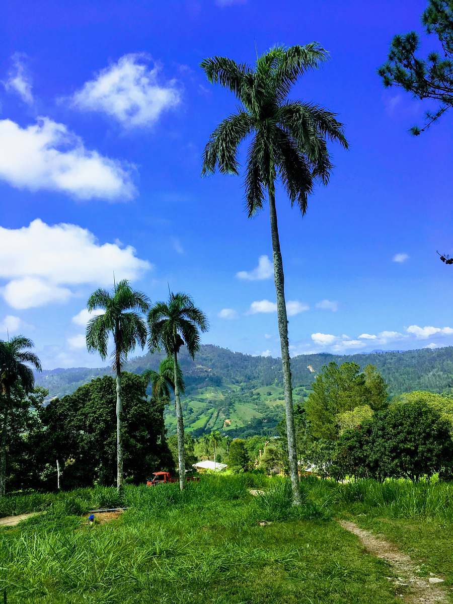 tropical green palm tree on green grass field during daytime nature