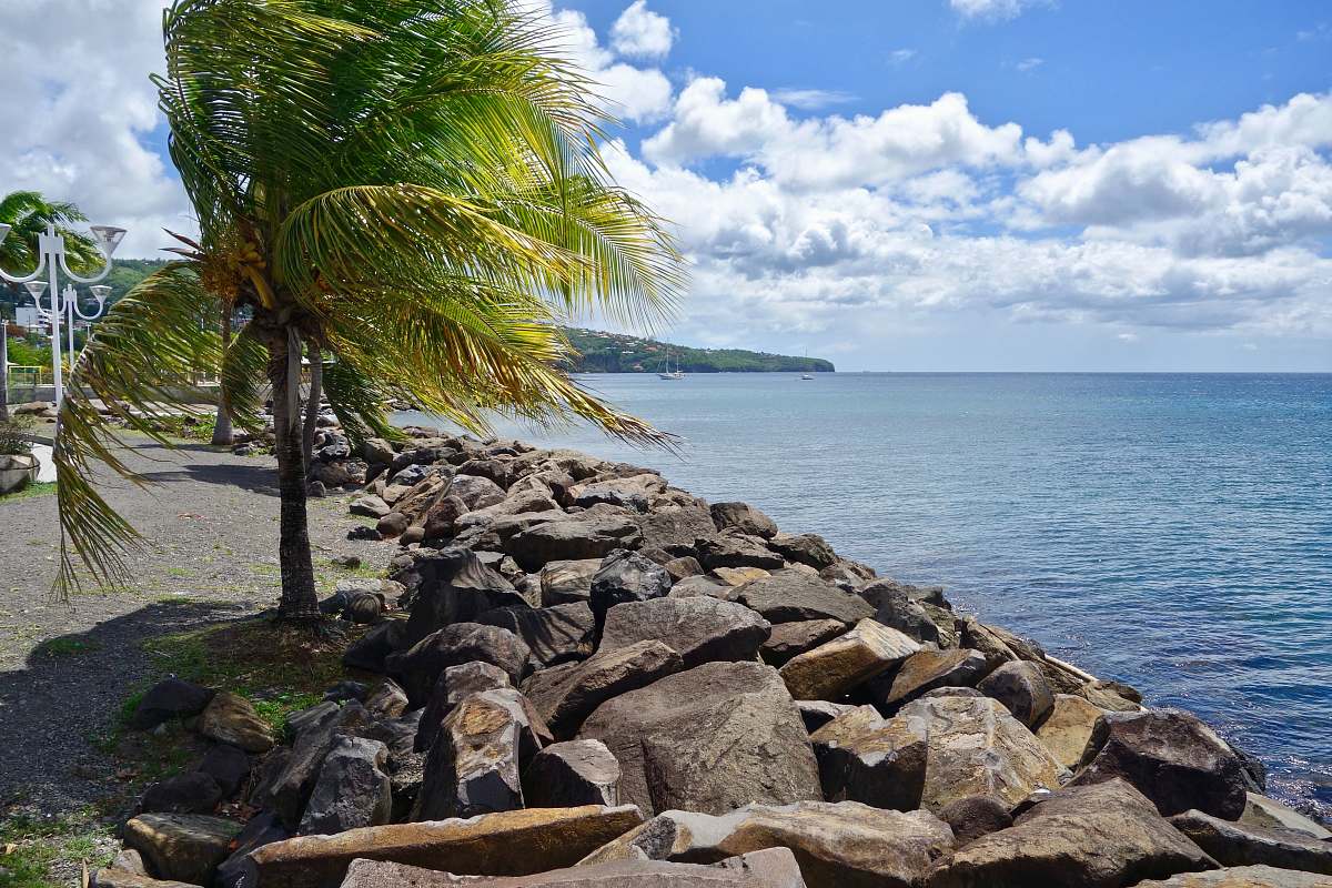 tropical palm tree near body of water during daytime rubble