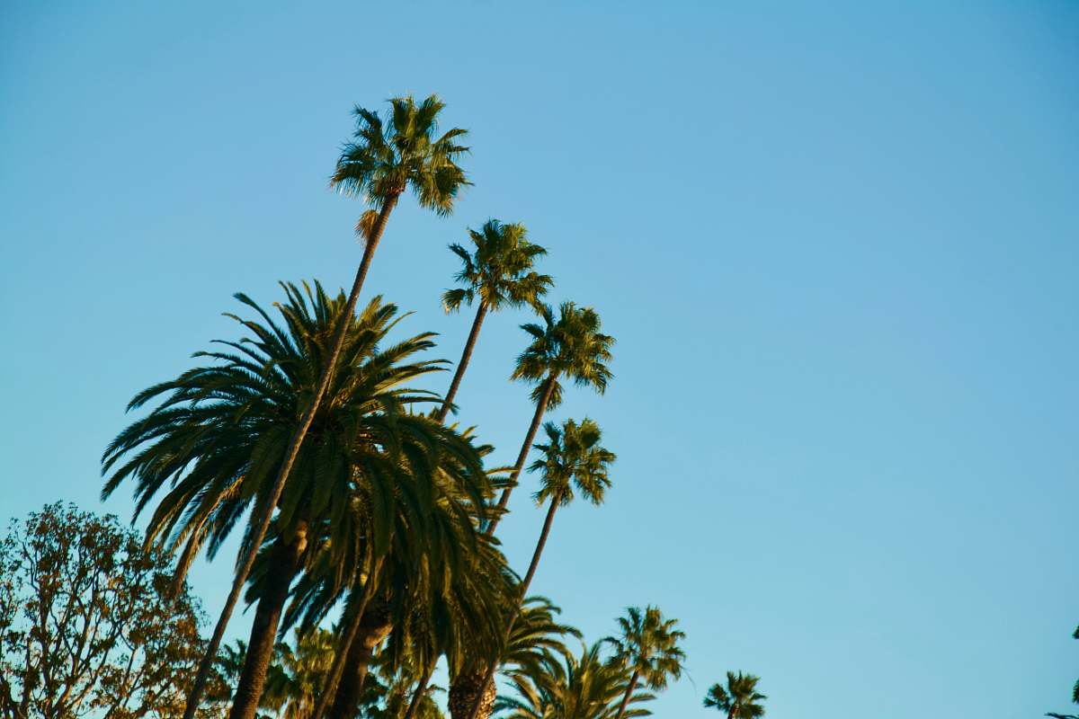 arecaceae palm trees palm tree
