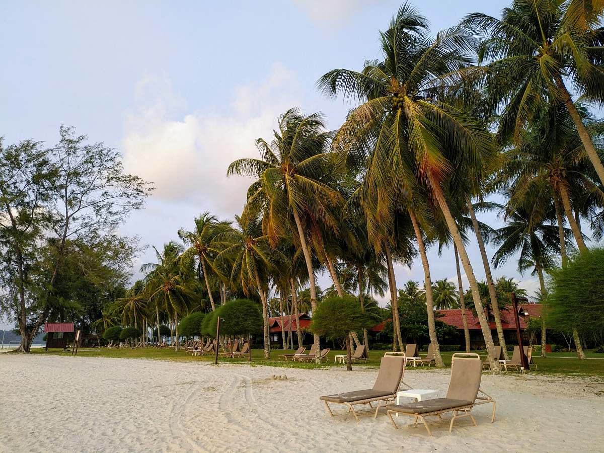 tropical palm trees under cloudy sky chair