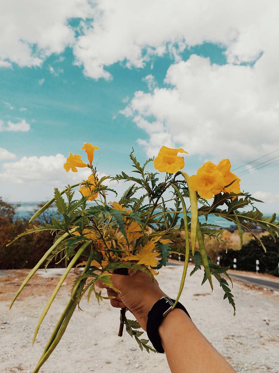 plant person holding yellow flower leaf