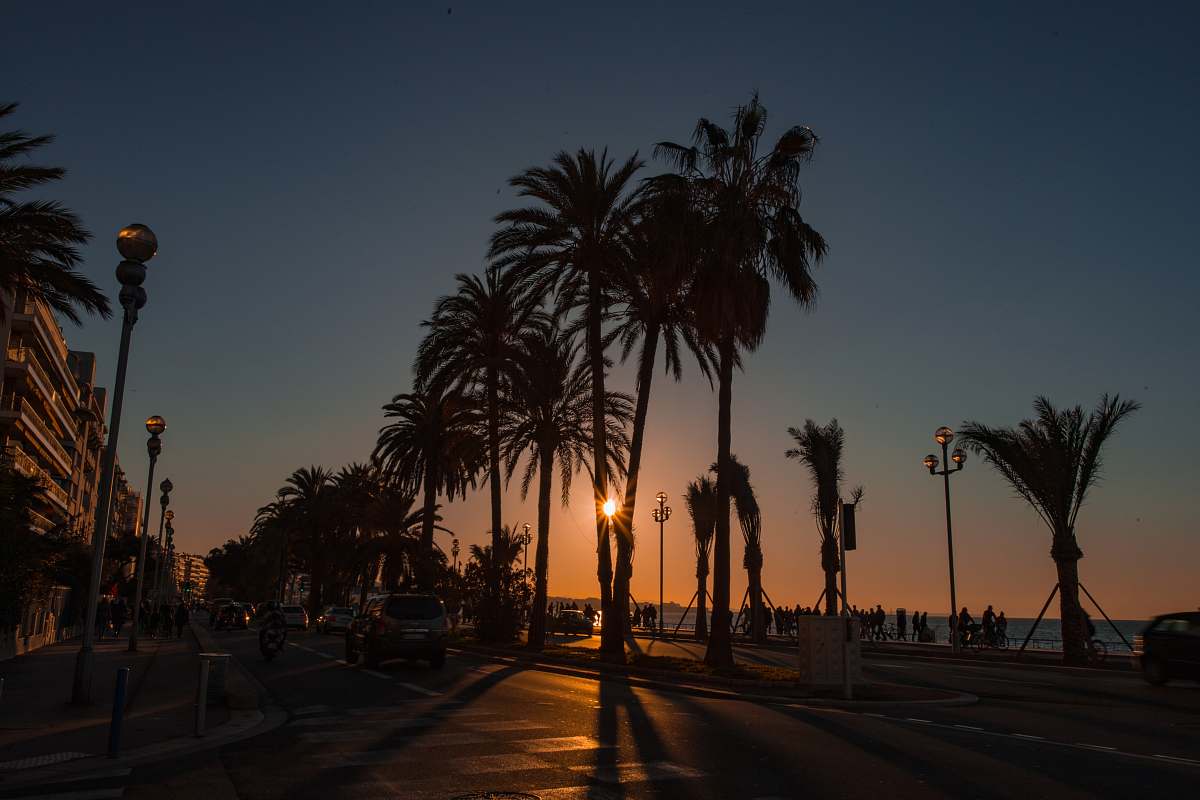 road silhouette of palm trees plant