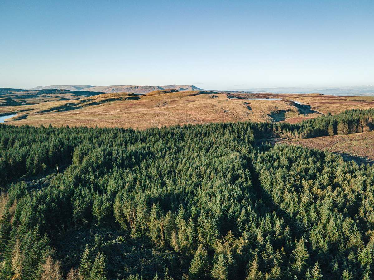 tree green trees on brown field under blue sky during daytime conifer