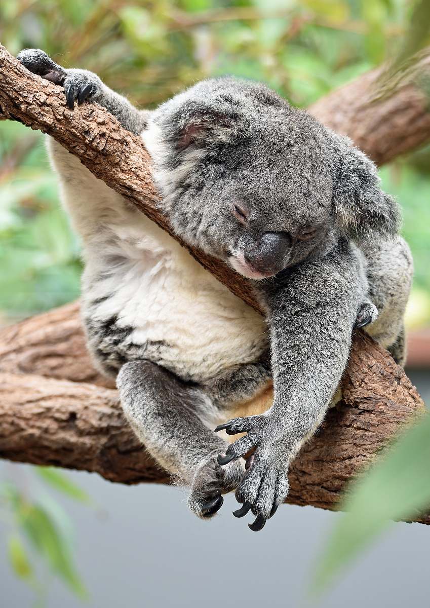 koala koala on bough wildlife