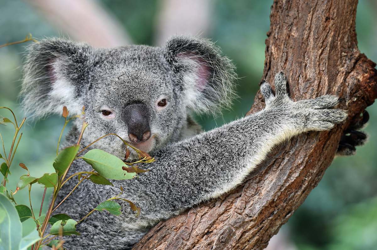 koala koala on tree mammal