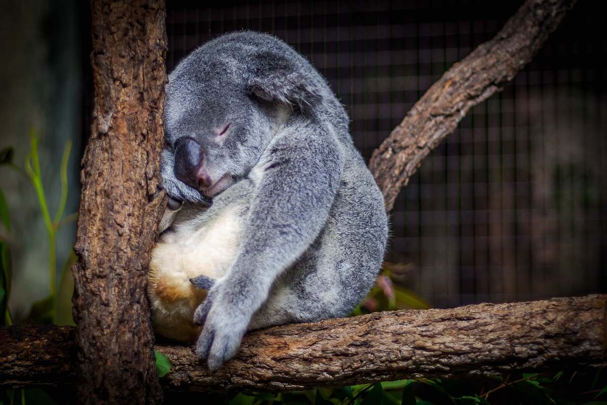australia koala sleeping in the tree koala