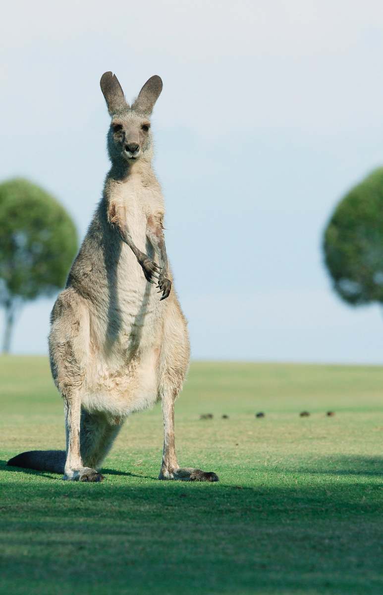 animal brown goat standing on green grass kangaroo