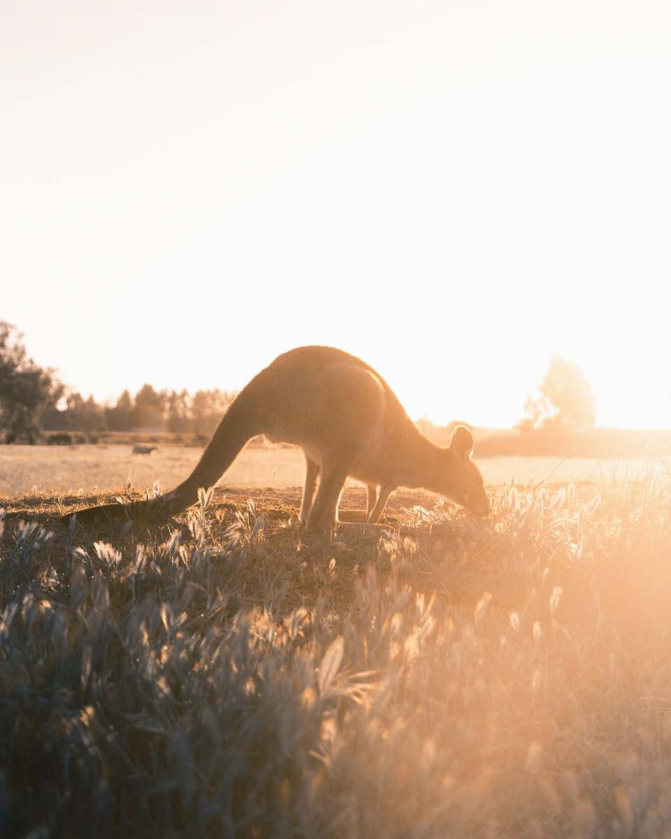 animal brown joey on grass field wildlife