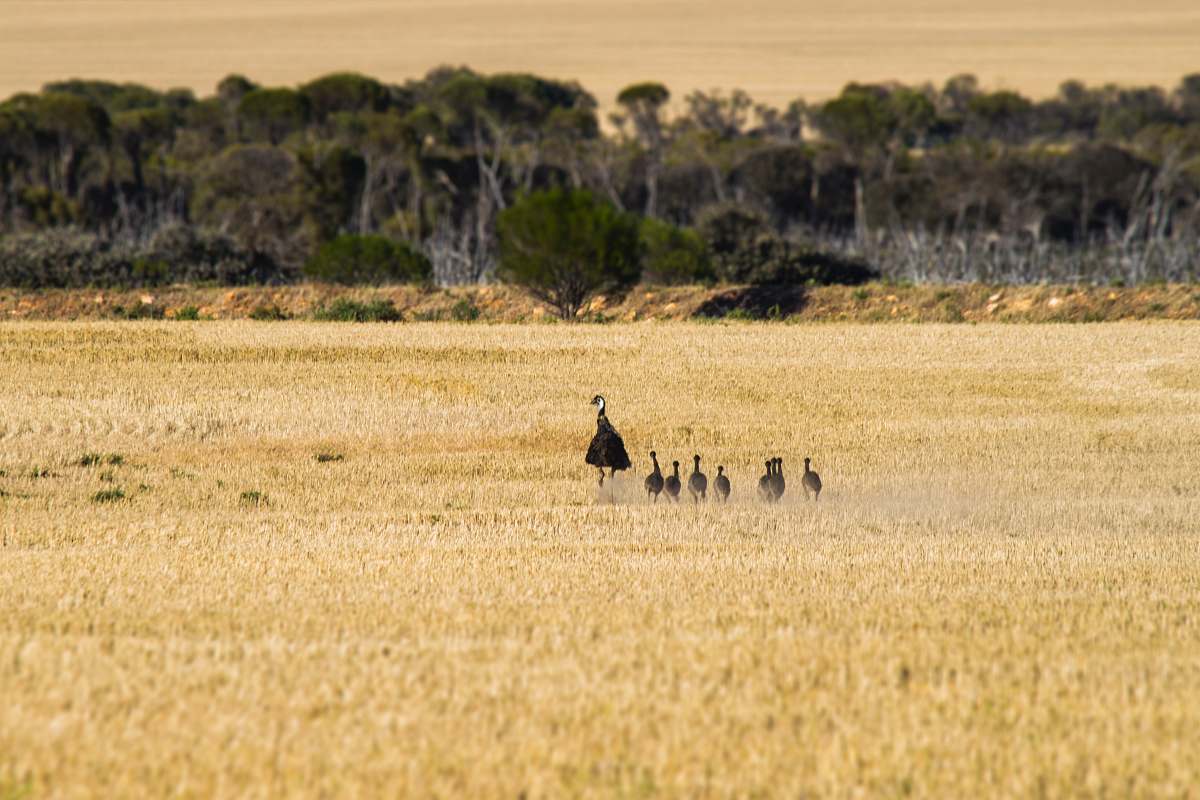 field emu with chicks on brown field during daytime perenjori