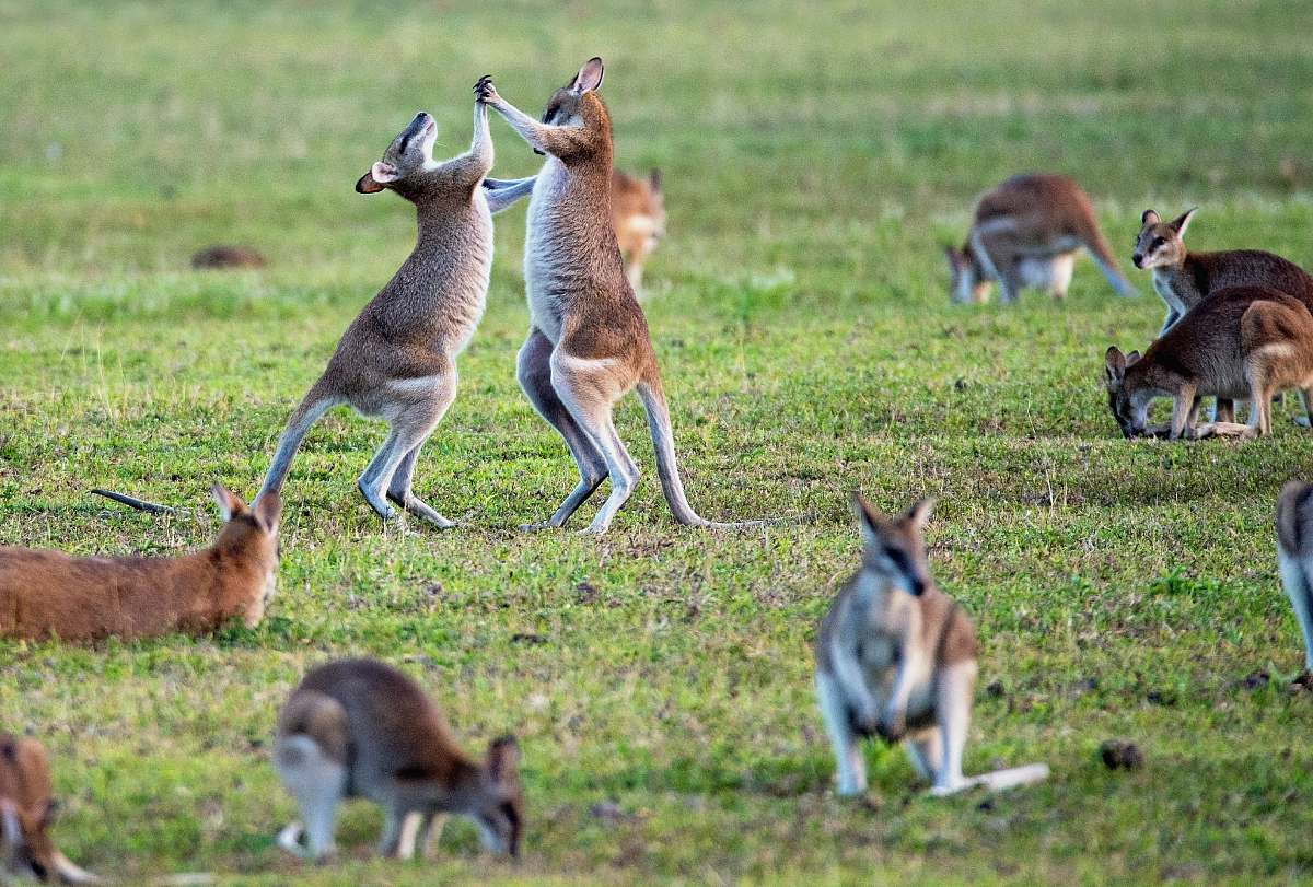 animal kangaroos on grass field kangaroo