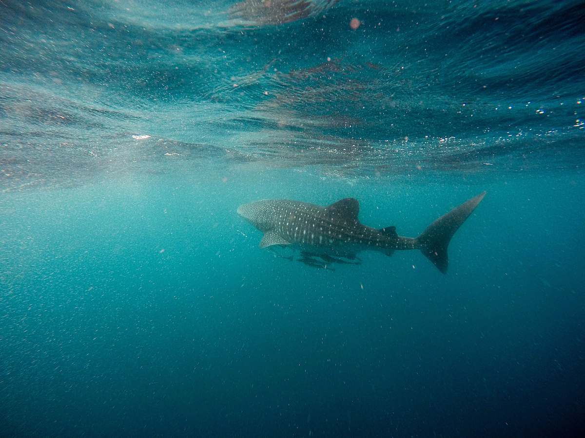 sea whale shark swimming underwater fish