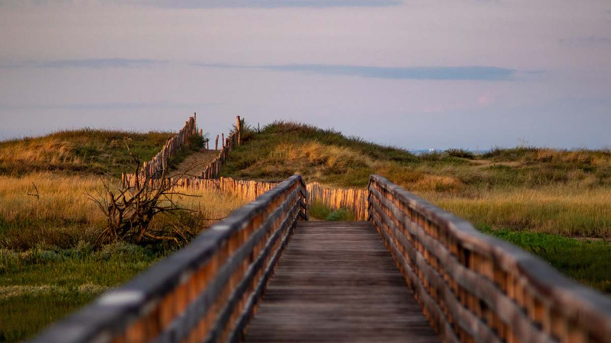 boardwalk brown wooden dock bridge