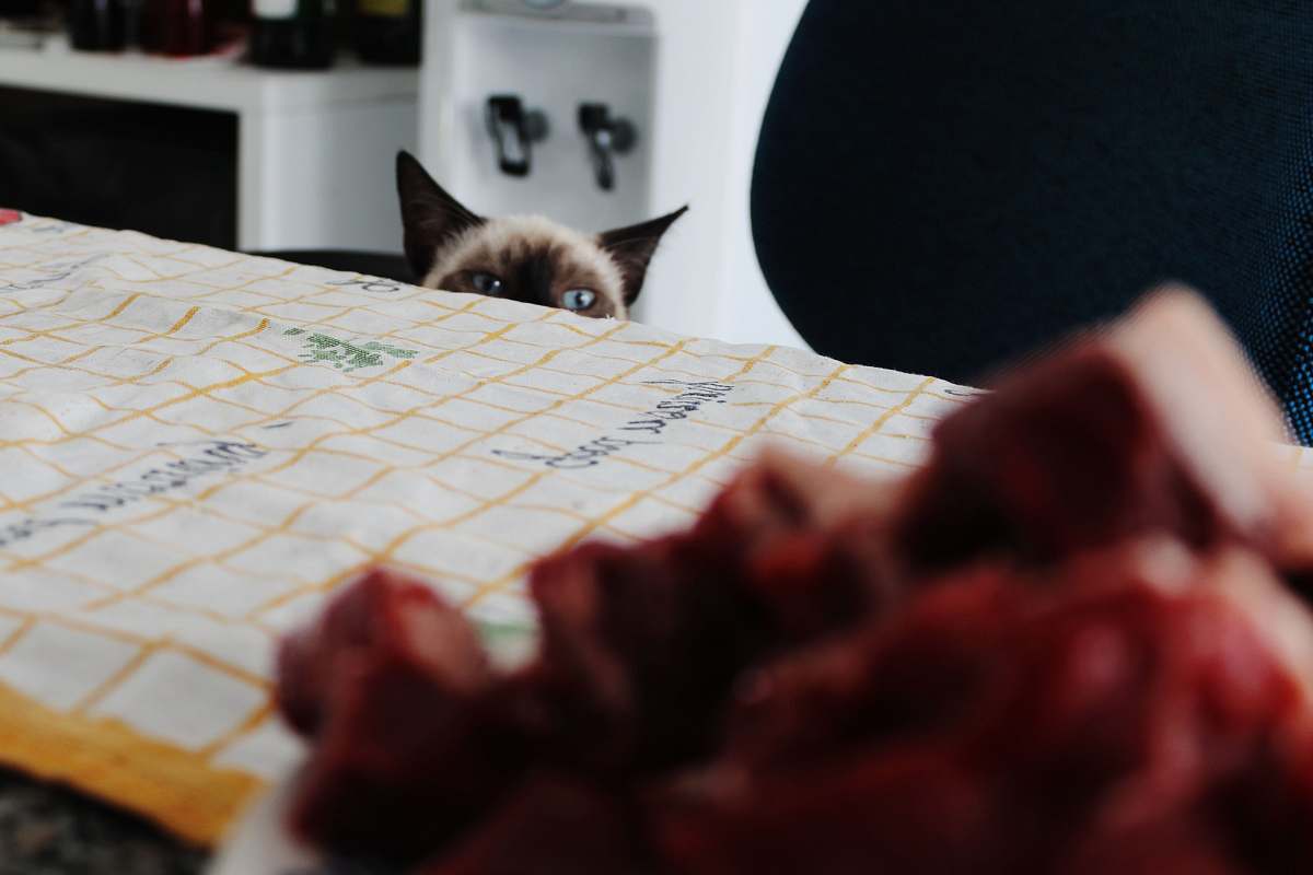 pet Siamese cat peeping near edge of table computer hardware