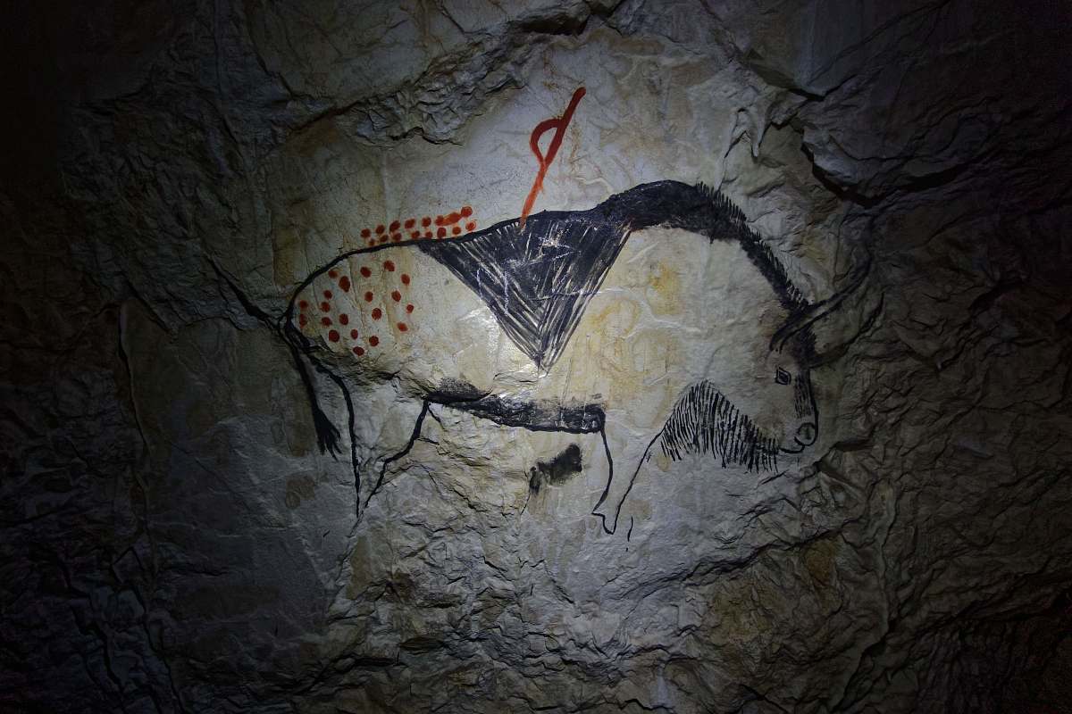 animal  bird
