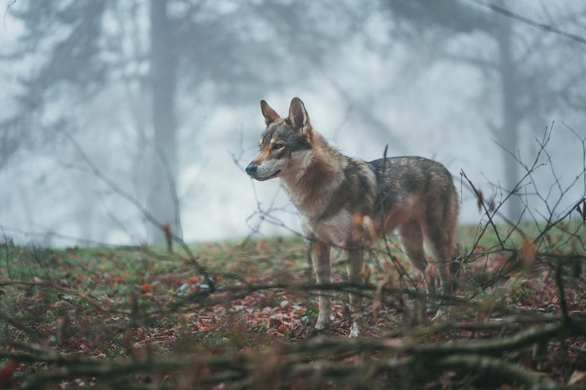 Wolf Black Fox In Forest Dog Image Free Photo