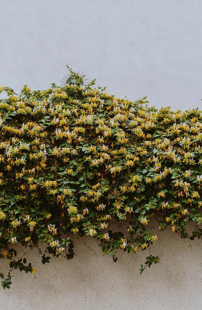 plant person taking photo of yellow flowers on wall orléans