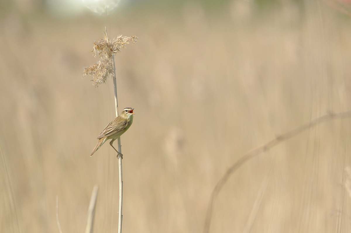 bird selective focus of bird on flower animal