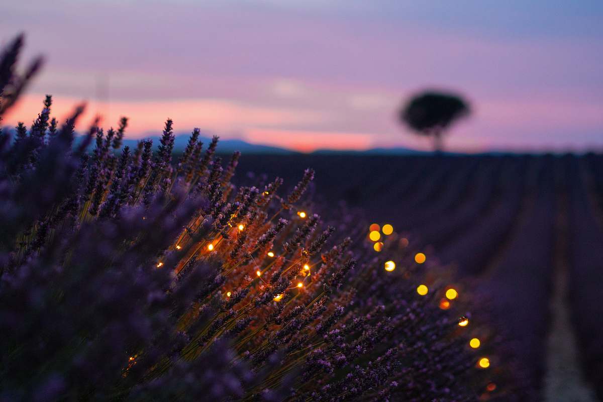 lavender selective photo of green leafed plants valensole