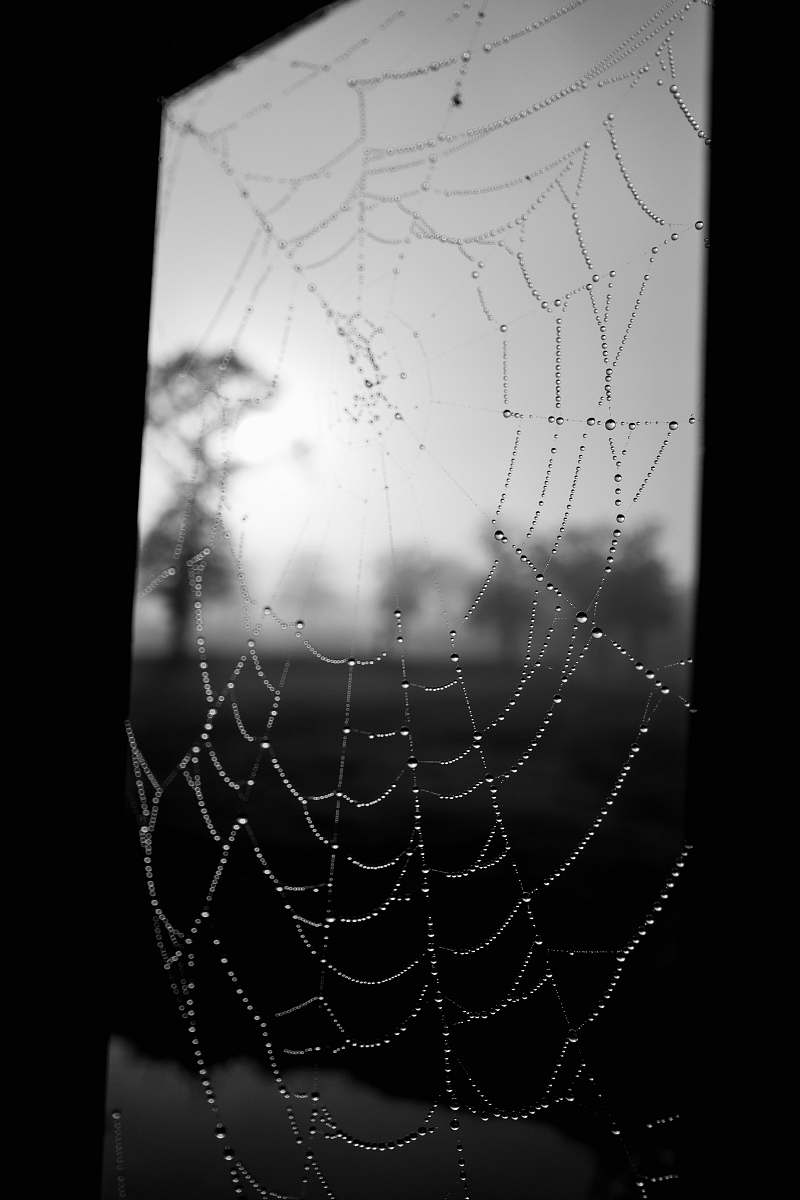 black-and-white spider web grayscale photo spider web