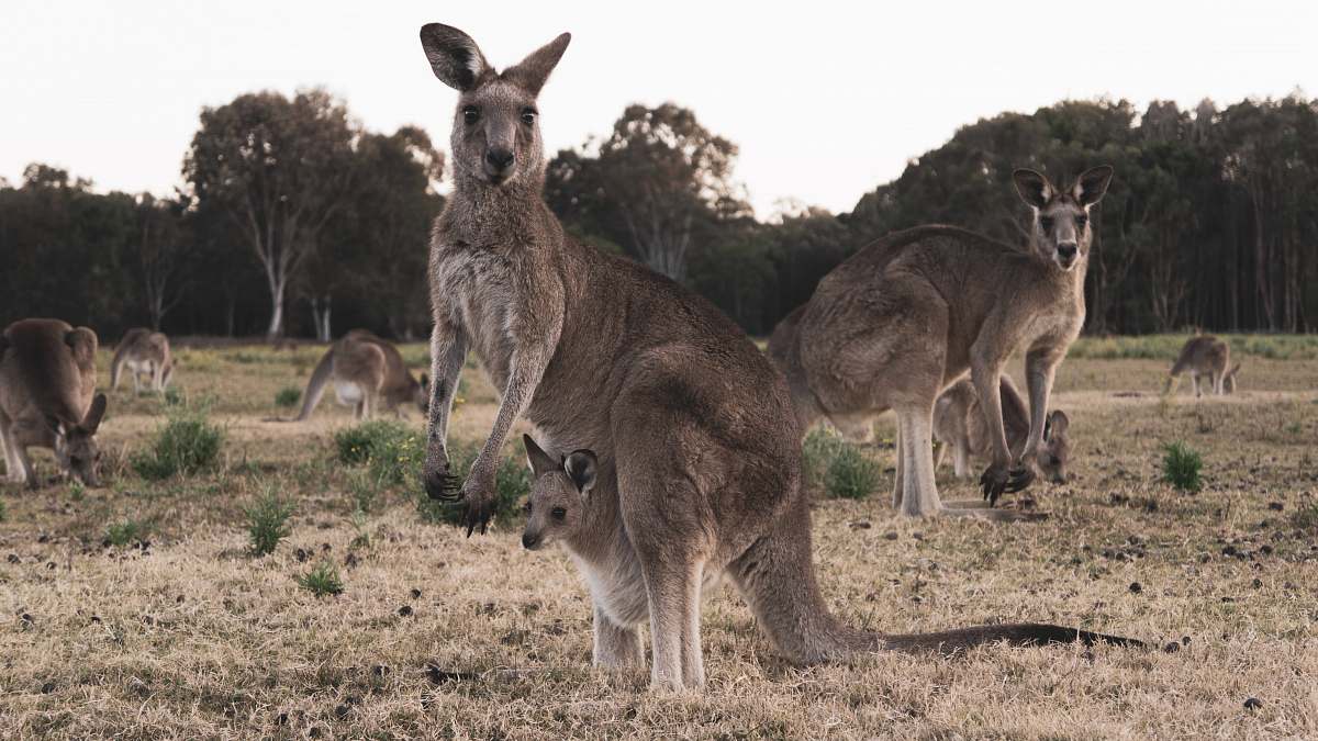 animal kangaroo carrying baby kangaroo wallaby