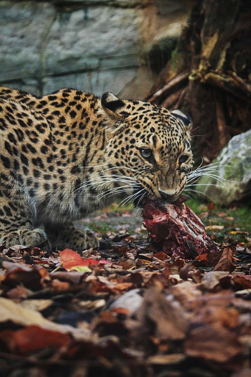 wildlife leopard eating raw meat animal