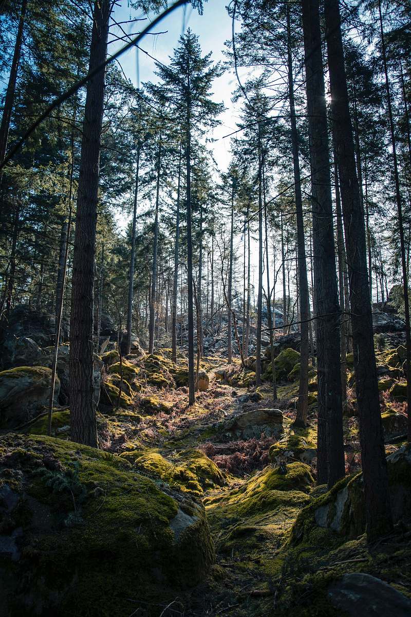 tree rocks surrounded by trees under clear blue sky forest