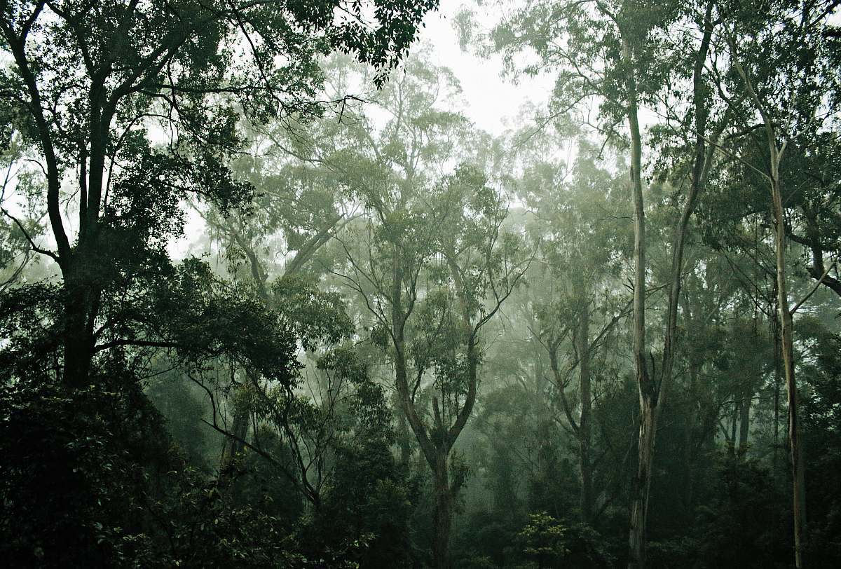 nature green-leafed trees tree