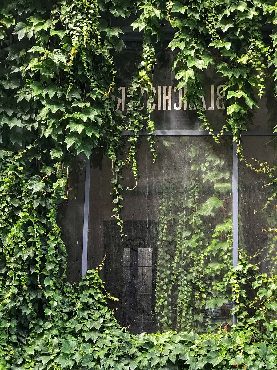 ivy green-leafed plants vichy