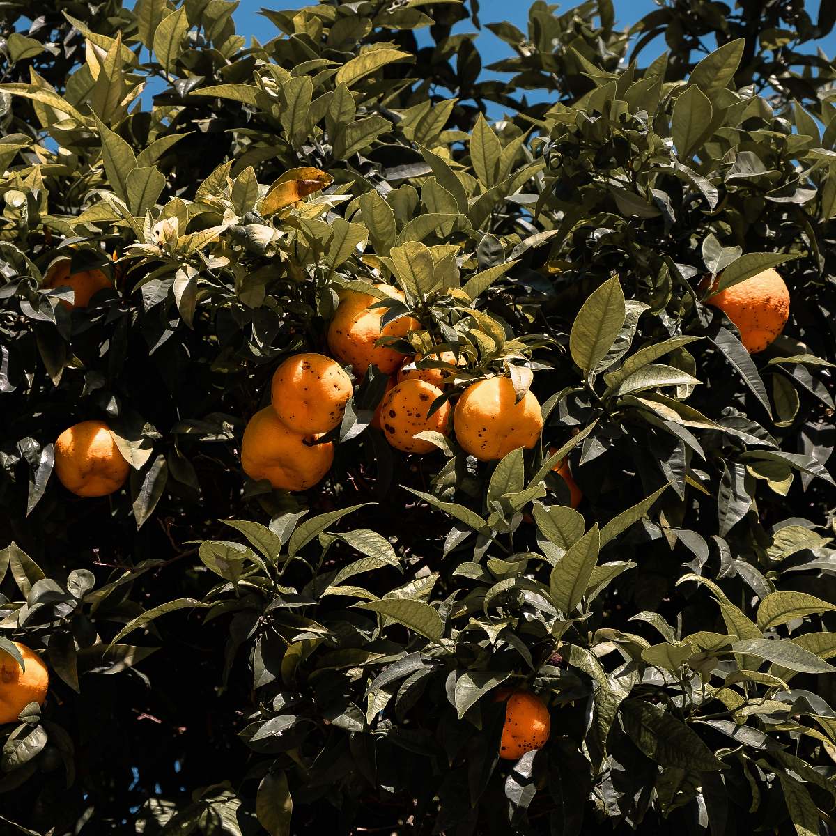food round yellow fruit fruit