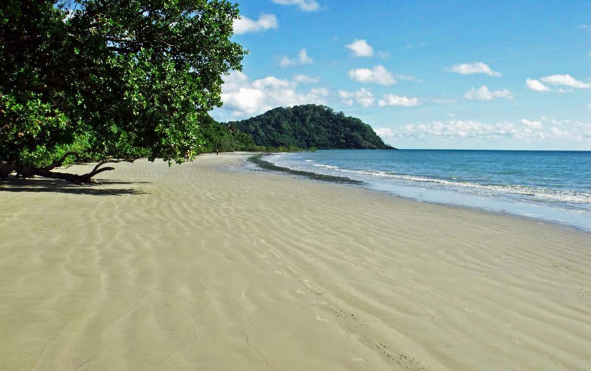 water sand and forest shore during day ocean
