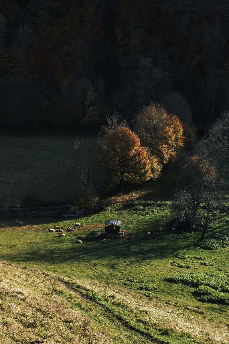 nature grass and tree covered field outdoors