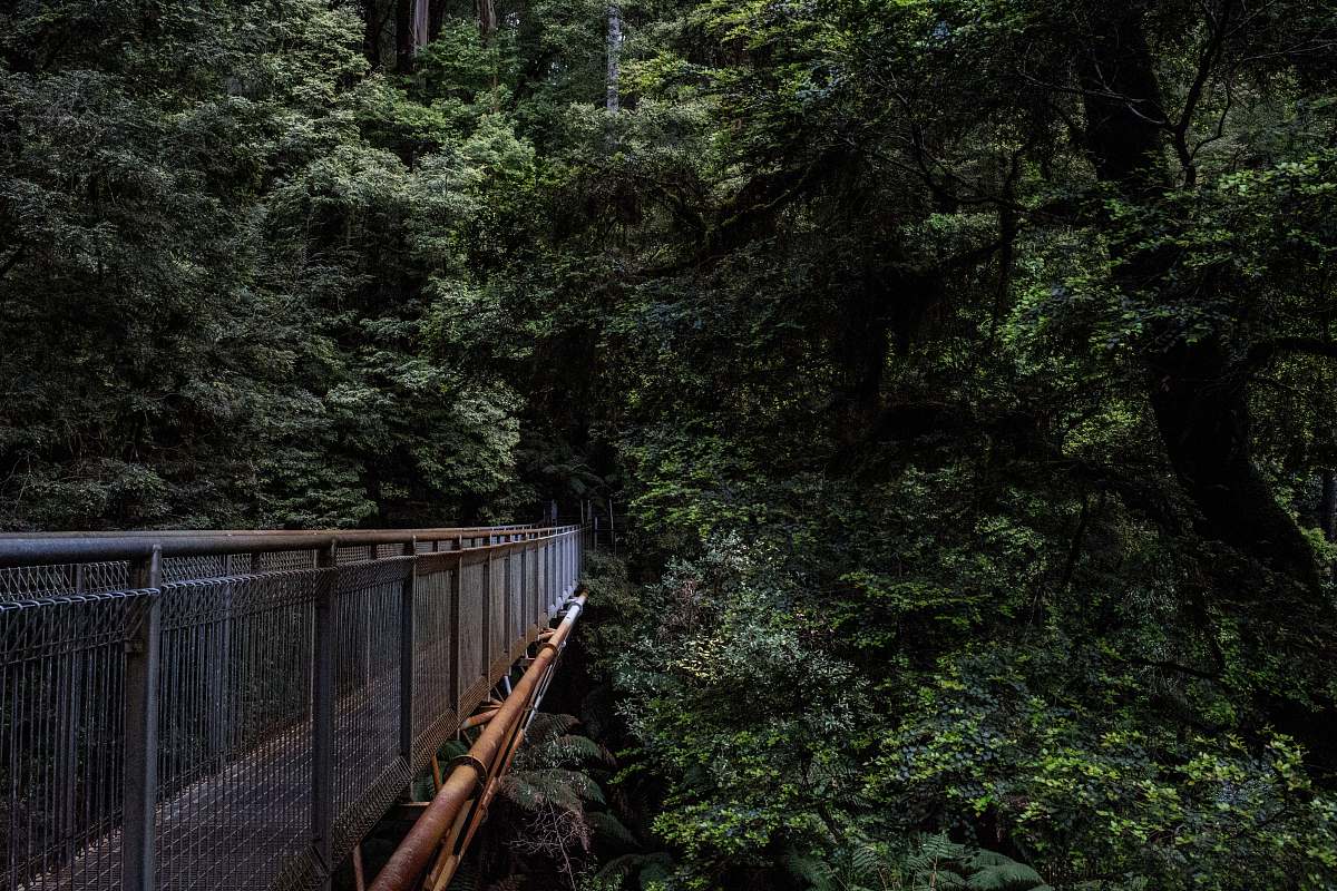 forest gray metal bridge surrounded with tress nature
