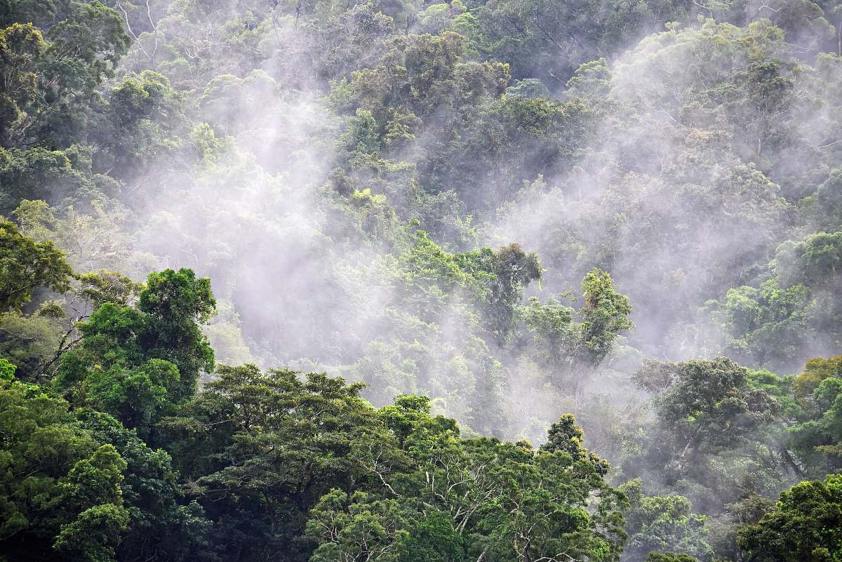 plant  rainforest