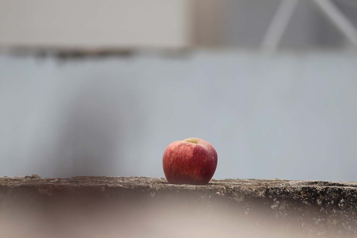 fruit red apple fruit on brown wooden stick food