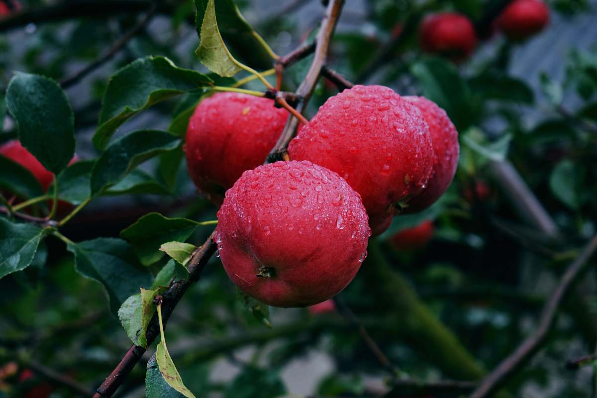 food red apple fruit on tree branch fruit