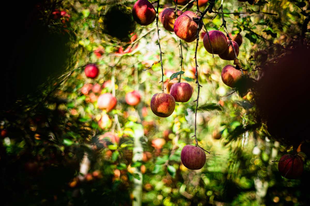 fruit red apples beside green leaves plant