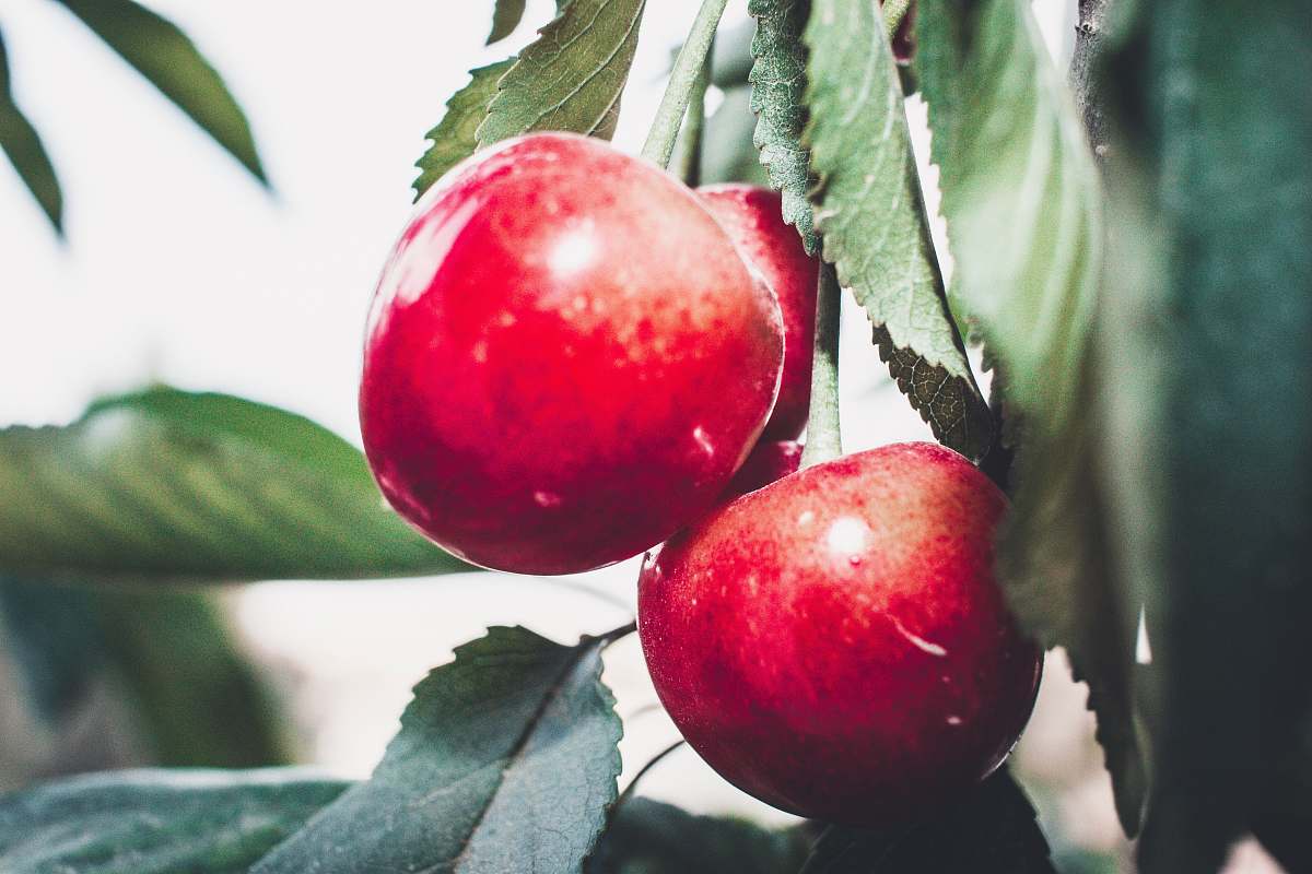 fruit red round fruit on green leaves food