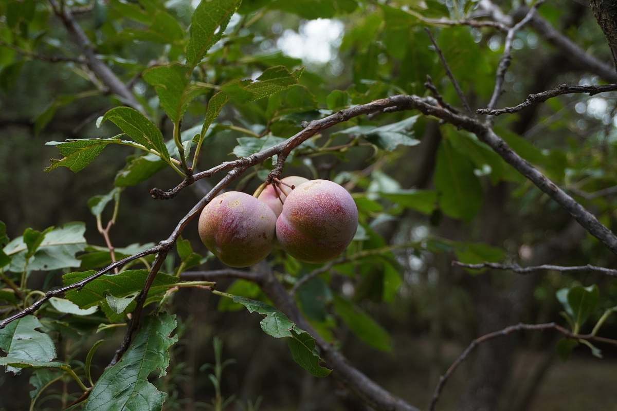 food three brown peaches fruit
