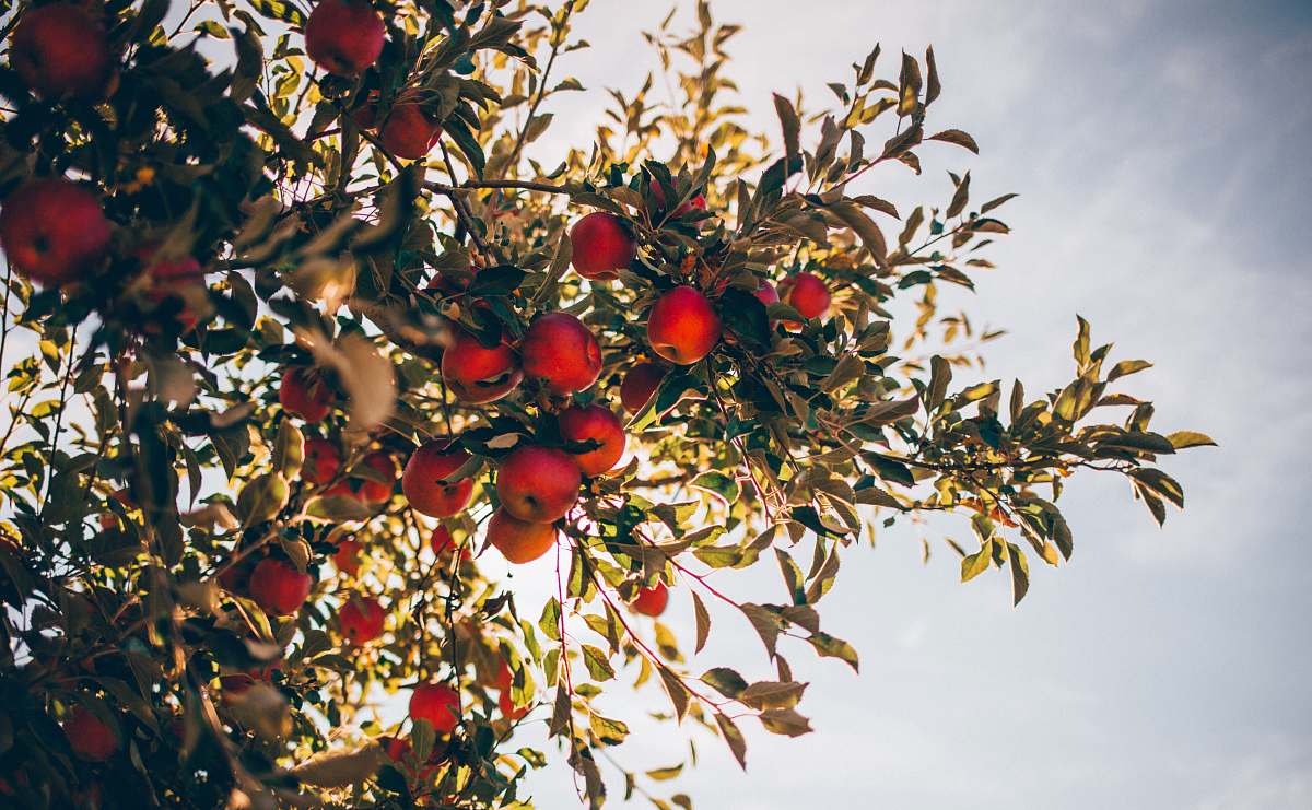 apple apple tree over sun light and clouds flora