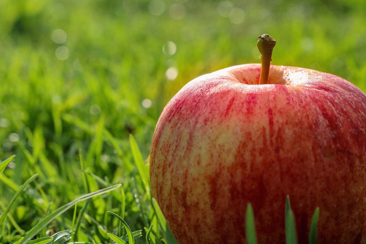 apple selective focus photography of apple plant