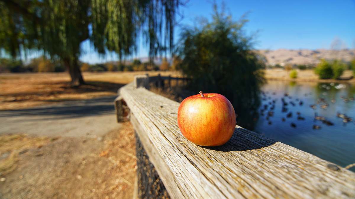 apple red apple on brown wooden fence food