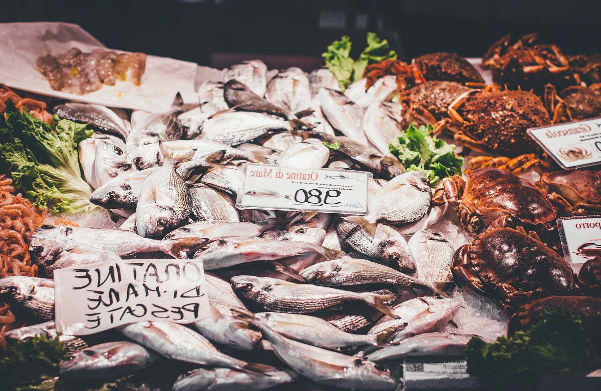 animal fish and crabs sea life
